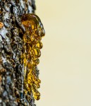 Tree Sap Close-up